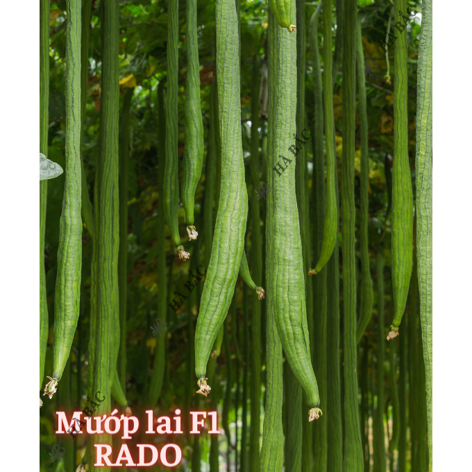 Hạt giống Mướp Ngọt - Mướp Đắng (Khổ Qua) Dễ Thu Hoạch, Trồng Quanh Năm - Hạt Giống Rau Củ Quả Rạng Đông