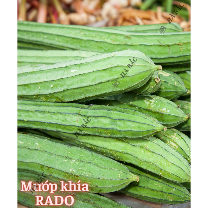 Hạt giống Mướp Ngọt - Mướp Đắng (Khổ Qua) Dễ Thu Hoạch, Trồng Quanh Năm - Hạt Giống Rau Củ Quả Rạng Đông