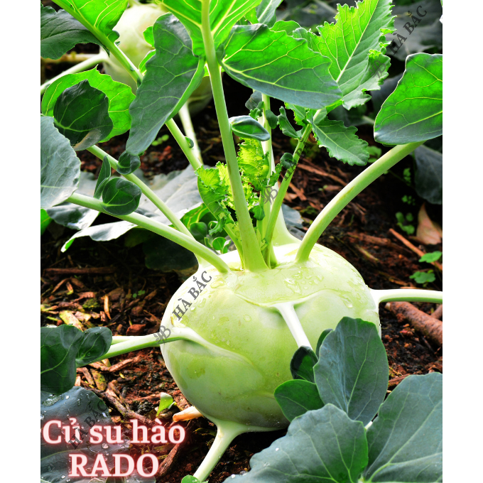 Hạt Giống Củ Cải, Cà Rốt, Su Hào, Atiso RADO Sinh Trưởng Khỏe, Trồng Quanh Năm, Hạt Giống Trồng Chậu Rạng Đông