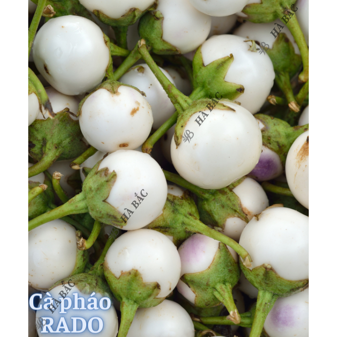 Hạt giống các Loại DƯA - CÀ RADO Trồng Quanh Năm, Sinh Trưởng Tốt, Chịu Nhiệt Tốt, Hạt Giống Trồng Chậu Rạng Đông