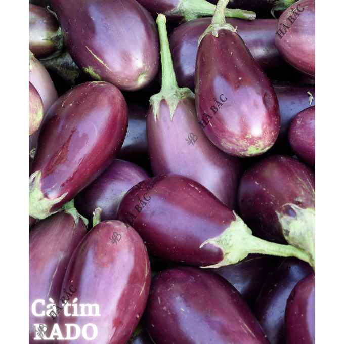 Hạt giống các Loại DƯA - CÀ RADO Trồng Quanh Năm, Sinh Trưởng Tốt, Chịu Nhiệt Tốt, Hạt Giống Trồng Chậu Rạng Đông