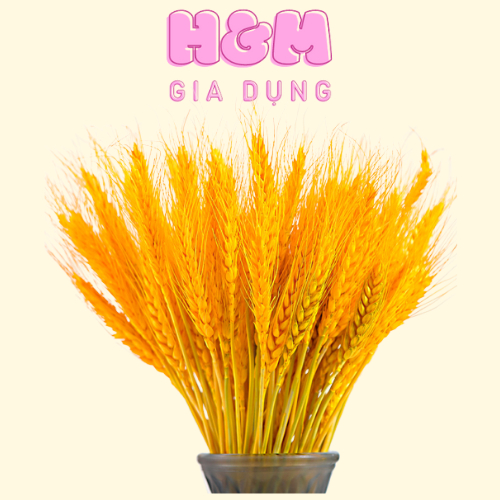 Bó 100 Bông lúa mạch sấy khô chưng ngàn năm không tàn, tượng trưng tài lộc, may mắn cho gia chủ