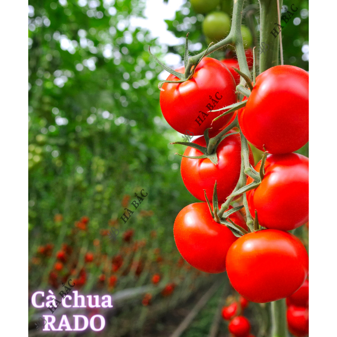Hạt giống các Loại DƯA - CÀ RADO Trồng Quanh Năm, Sinh Trưởng Tốt, Chịu Nhiệt Tốt, Hạt Giống Trồng Chậu Rạng Đông