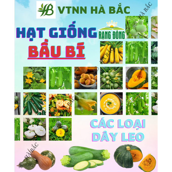 Hạt Giống Bầu - Bí RADO Trồng Quanh Năm, Sinh Trưởng Tốt, Dễ Thu Hoạch - Hạt Giống Rau Củ Quả Rạng Đông