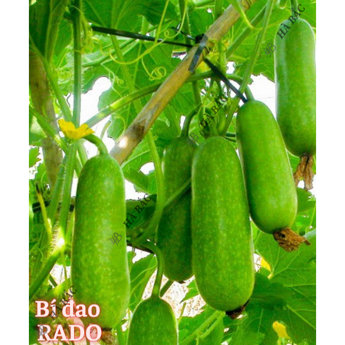 Hạt Giống Bầu - Bí RADO Trồng Quanh Năm, Sinh Trưởng Tốt, Dễ Thu Hoạch - Hạt Giống Rau Củ Quả Rạng Đông