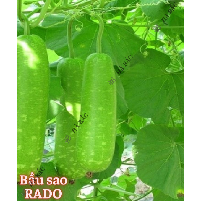 Hạt Giống Bầu - Bí RADO Trồng Quanh Năm, Sinh Trưởng Tốt, Dễ Thu Hoạch - Hạt Giống Rau Củ Quả Rạng Đông