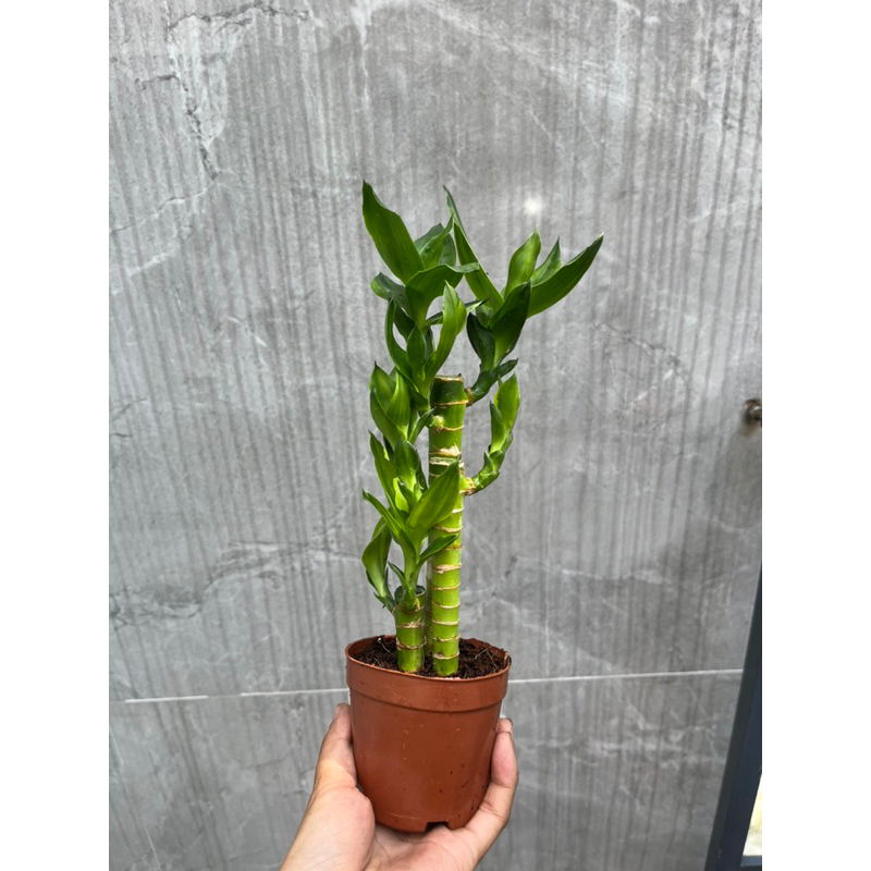 Cây Trúc phát tài 3 thân chậu mini | Shopee Việt Nam