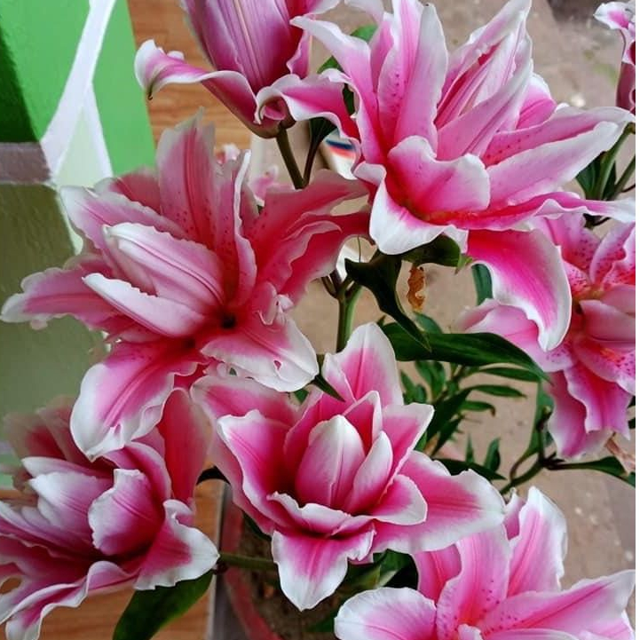 Củ hoa ly cánh kép 19/21 (hàng nhập Hà Lan) | Shopee Việt Nam