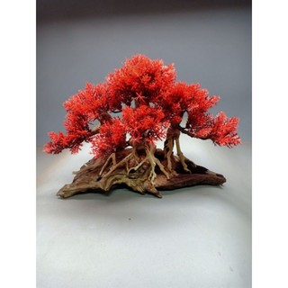 Cây gỗ lũa Bonsai cho bể cá cảnh dưới 60 cm. có nhiều màu