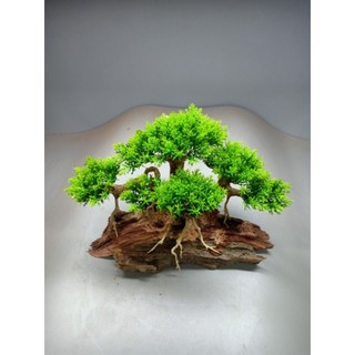 Cây gỗ lũa Bonsai cho bể cá cảnh dưới 60 cm. có nhiều màu