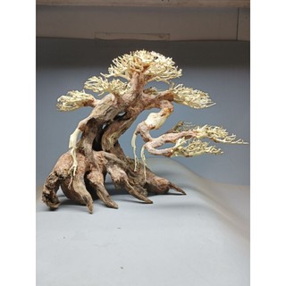 Cây Gỗ Lũa Bonsai dành cho bể cá cảnh, bể thủy sinh dành cho bể 60 cm trở lên. Mẫu dáng Huyền