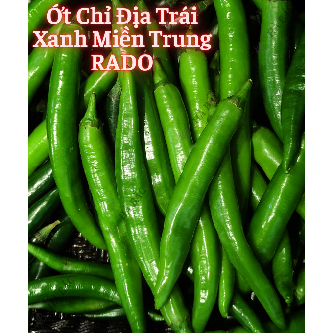 Hạt Giống Ớt RADO Trồng Quanh Năm, Dễ Chăm Sóc, Sinh Trưởng Tốt, Năng Suất Cao - Hạt Giống Rau Củ Quả Rạng Đông