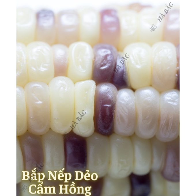 Hạt Giống Các Loại Bắp (Ngô) RADO Cho Năng Suất Cao, Sinh Trưởng Tốt, Dễ Chăm Sóc - Hạt Giống Rau Củ Quả Rạng Đông