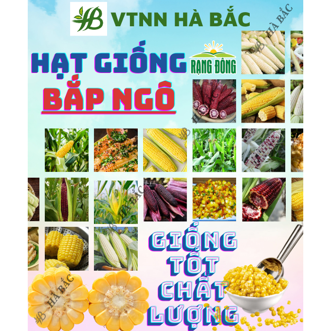 Hạt Giống Các Loại Bắp (Ngô) RADO Cho Năng Suất Cao, Sinh Trưởng Tốt, Dễ Chăm Sóc - Hạt Giống Rau Củ Quả Rạng Đông