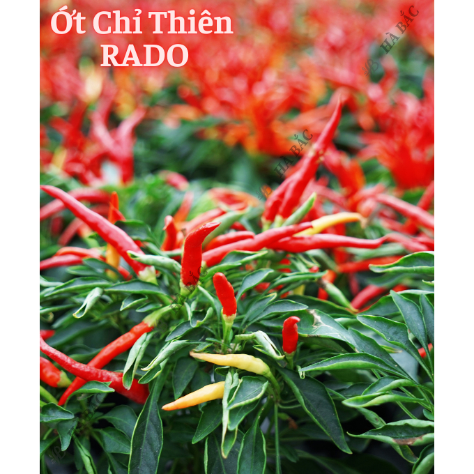 Hạt Giống Ớt RADO Trồng Quanh Năm, Dễ Chăm Sóc, Sinh Trưởng Tốt, Năng Suất Cao - Hạt Giống Rau Củ Quả Rạng Đông