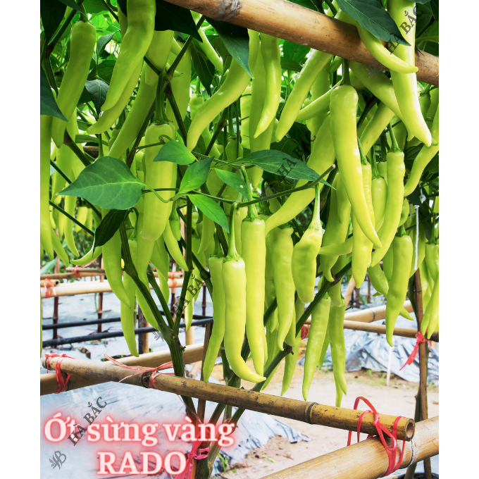 Hạt Giống Ớt RADO Trồng Quanh Năm, Dễ Chăm Sóc, Sinh Trưởng Tốt, Năng Suất Cao - Hạt Giống Rau Củ Quả Rạng Đông