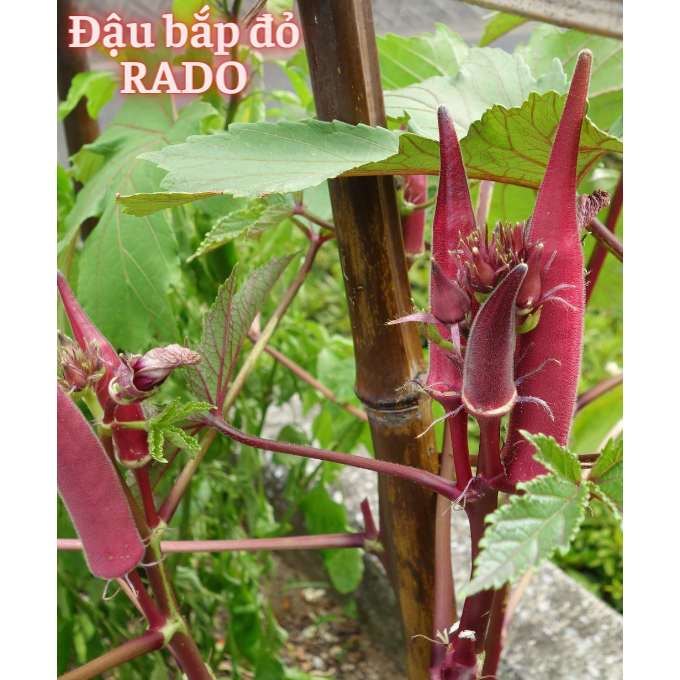 Hạt Giống Các Loại Họ Đậu RADO Sinh Trưởng Mạnh, Trồng Quanh Năm, Hạt Giống Trồng Chậu - Hạt Giống Rau Củ Quả Rạng Đông