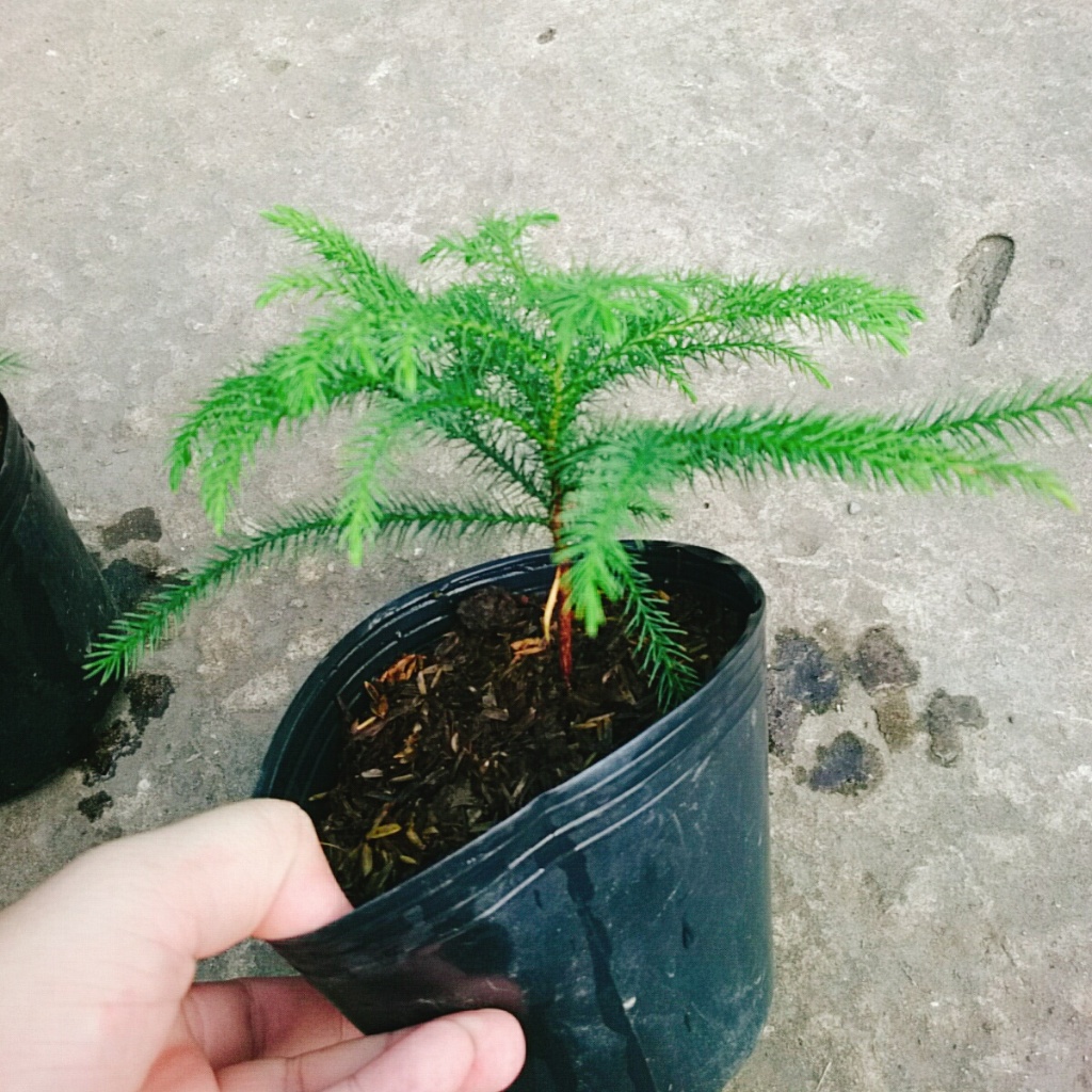 Cây Tùng Kim - Cây cảnh mini để bàn