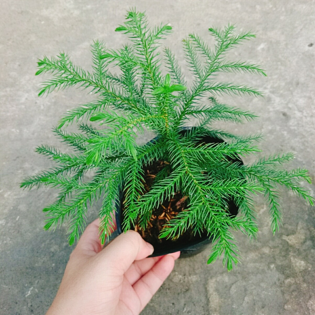Cây Tùng Kim - Cây cảnh mini để bàn
