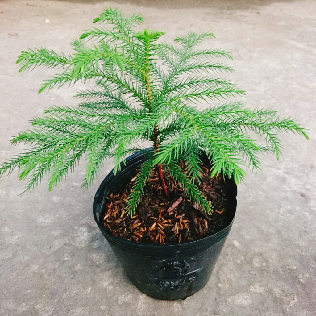 Cây Tùng Kim - Cây cảnh mini để bàn