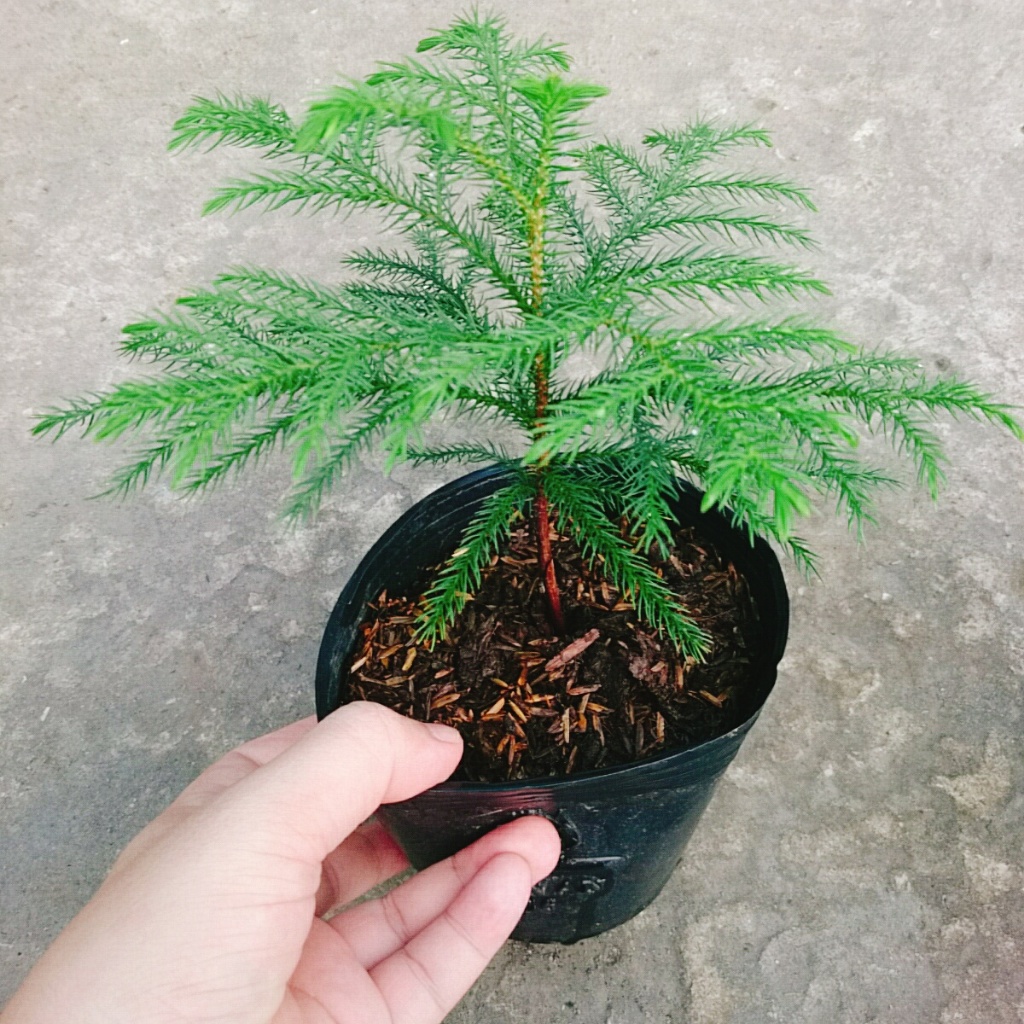 Cây Tùng Kim - Cây cảnh mini để bàn