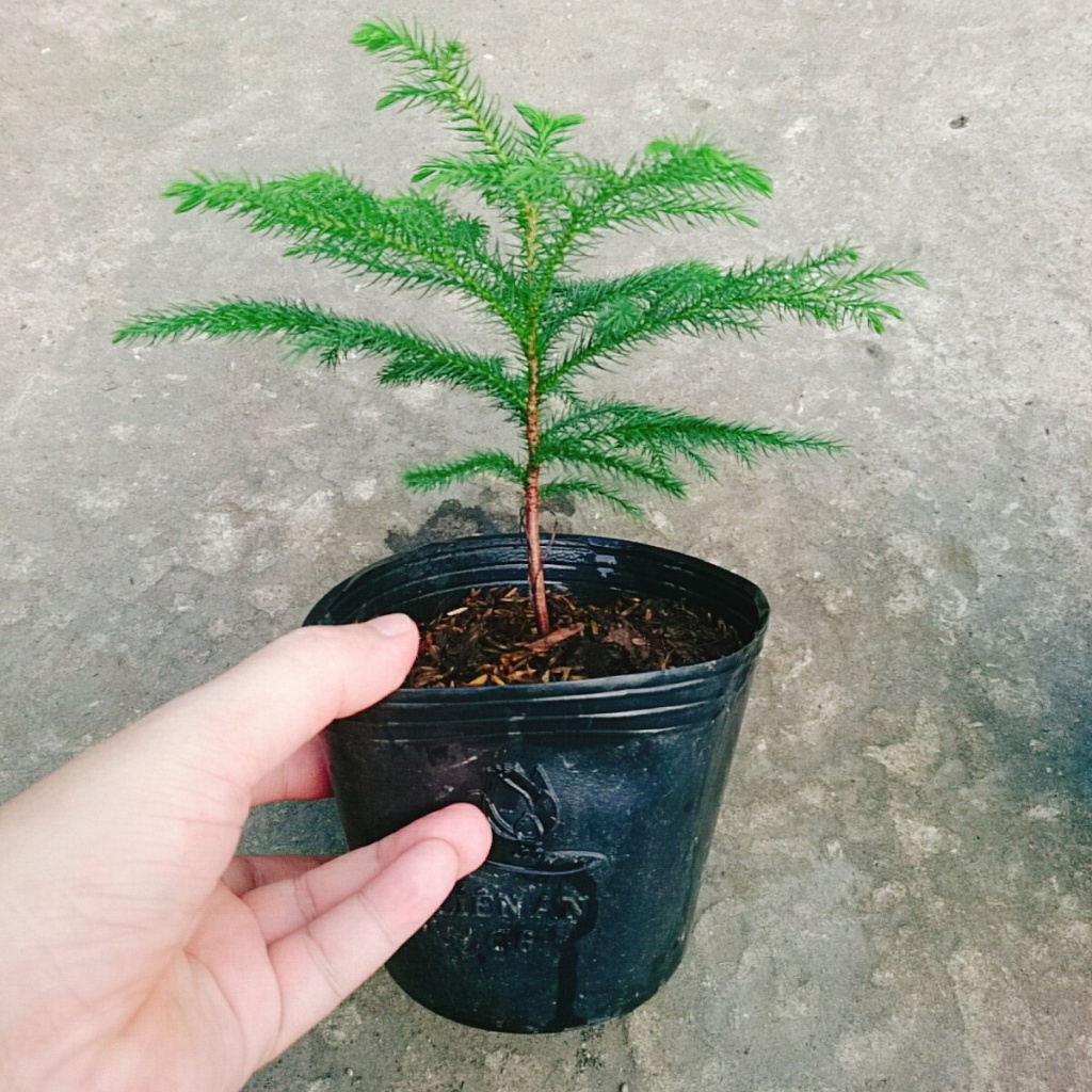 Cây Tùng Kim - Cây cảnh mini để bàn