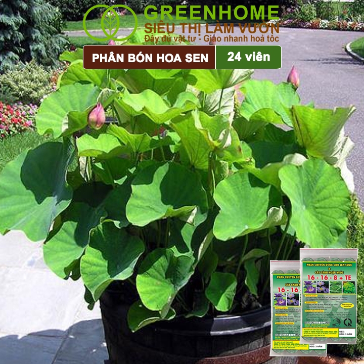 Ảnh Phân Bón Hoa Sen Greenhome, Vỉ 24 Viên, Cây Thuỷ Sinh, Ngập Nước, Cho Hoa To, Hoa Đậm Màu, Lâu Tàn 4