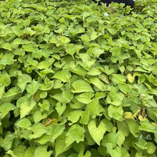 Mặt nạ diếp cá [Tặng cọ/que trộn khi mua kèm deal sốc] Leng Keng  Farm