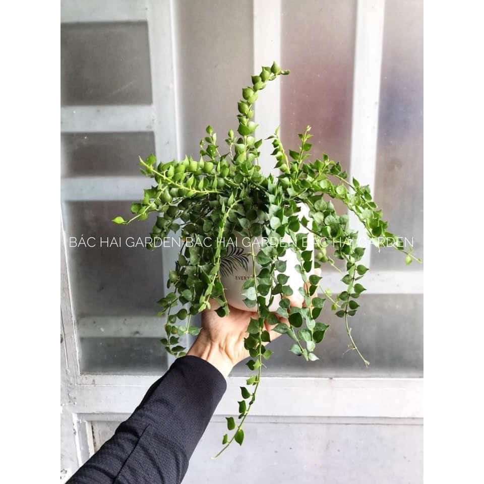 Giỏ treo lan tim hình thật vườn chụp, cây khỏe dễ chăm sóc- Cây nội ngoại thất- Cây xanh trang trí ban công, văn phòng