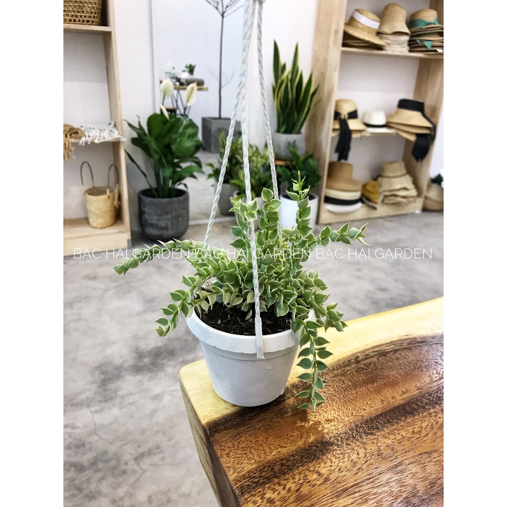 Giỏ treo lan tim hình thật vườn chụp, cây khỏe dễ chăm sóc- Cây nội ngoại thất- Cây xanh trang trí ban công, văn phòng