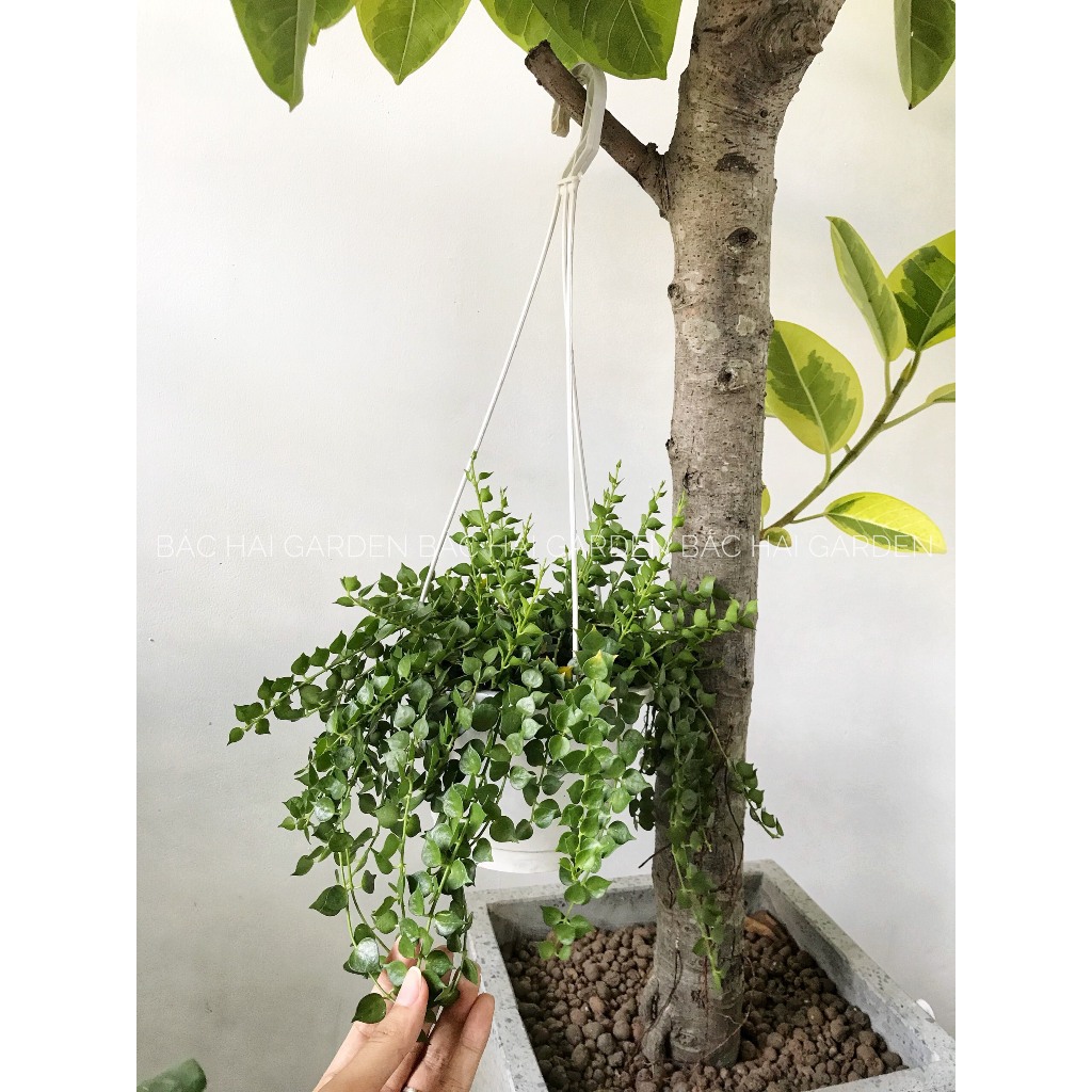 Giỏ treo lan tim hình thật vườn chụp, cây khỏe dễ chăm sóc- Cây nội ngoại thất- Cây xanh trang trí ban công, văn phòng