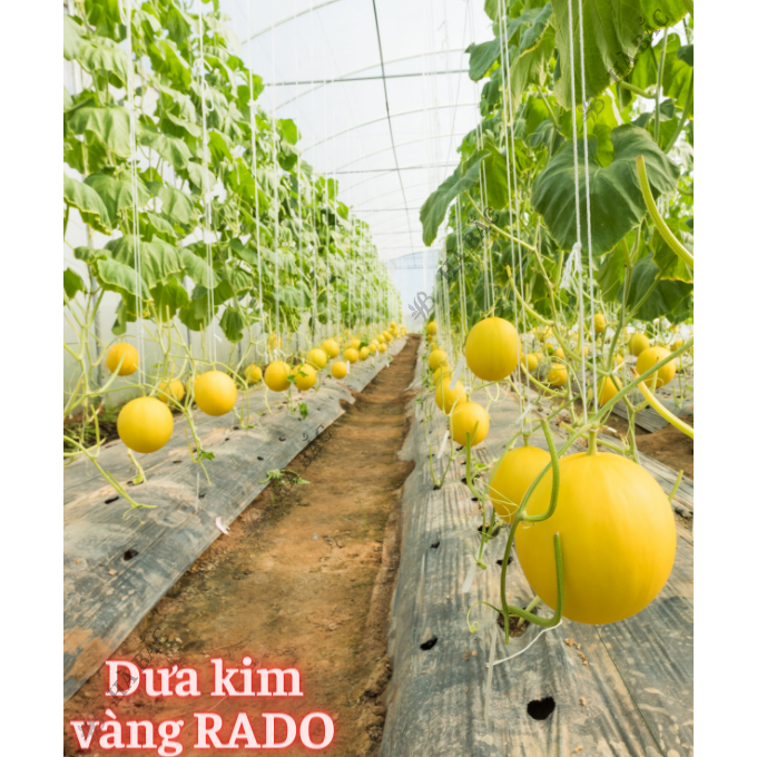 Hạt Giống Các Loại Cây Ăn Quả RADO Sinh Trưởng Mạnh, Trồng Quanh Năm - Hạt Giống Rau Củ Quả Rạng Đông