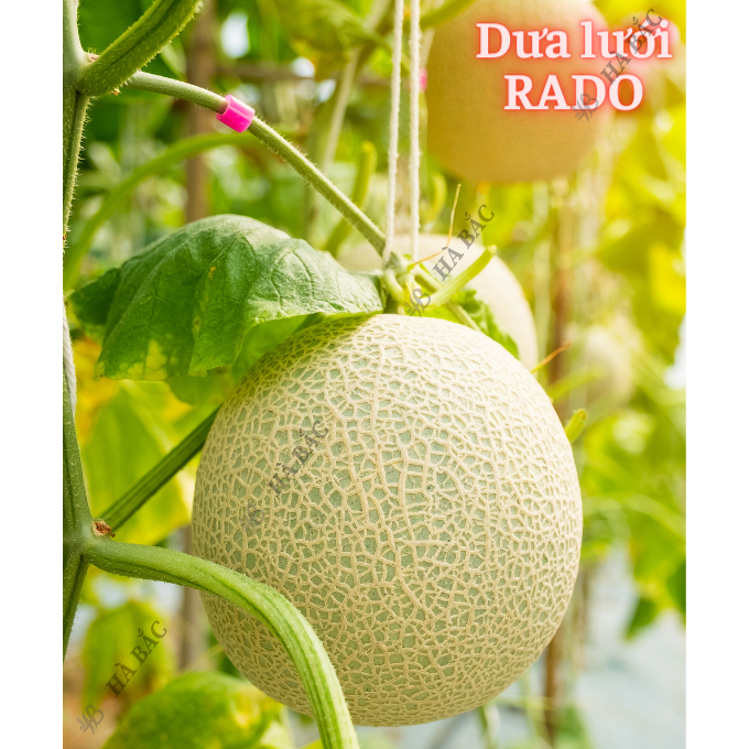 Hạt Giống Các Loại Cây Ăn Quả RADO Sinh Trưởng Mạnh, Trồng Quanh Năm - Hạt Giống Rau Củ Quả Rạng Đông