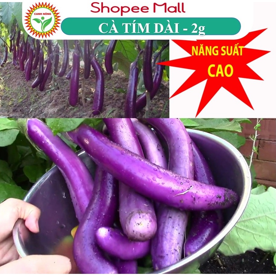 Hạt giống Cà Tím (Cà Nâu) Quả Dài, Chịu Nhiệt Tốt, Trồng Quanh Năm Năng Suất Cao (gói 2 gr) - Hạt giống Canh Nông