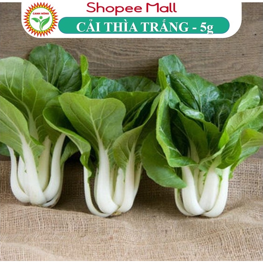 Hạt Giống Cải Bẹ Trắng Dễ Trồng, Giòn Ngọt, Năng Suất Cao 5gr Hạt Giống Canh Nông Nảy Mầm Tốt, Trồng Quanh ăm