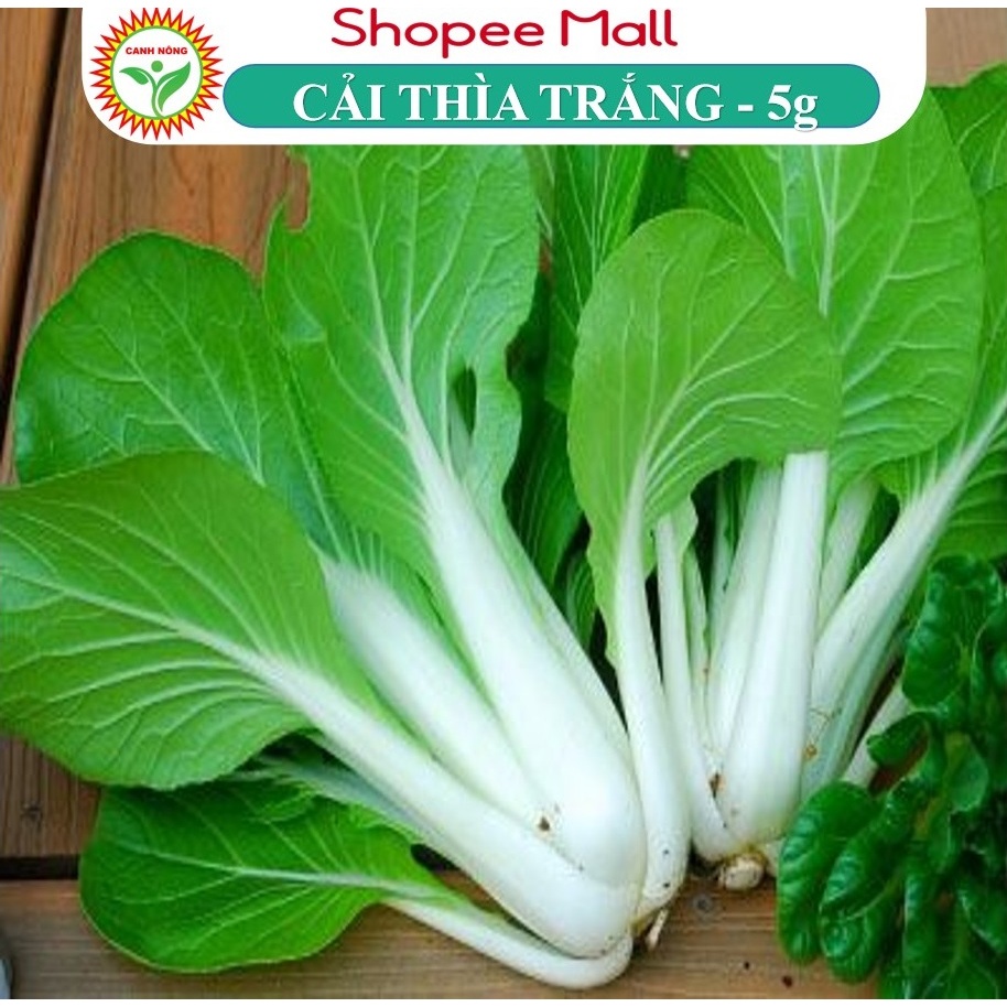 Hạt Giống Cải Bẹ Trắng Dễ Trồng, Giòn Ngọt, Năng Suất Cao 5gr Hạt Giống Canh Nông Nảy Mầm Tốt, Trồng Quanh ăm