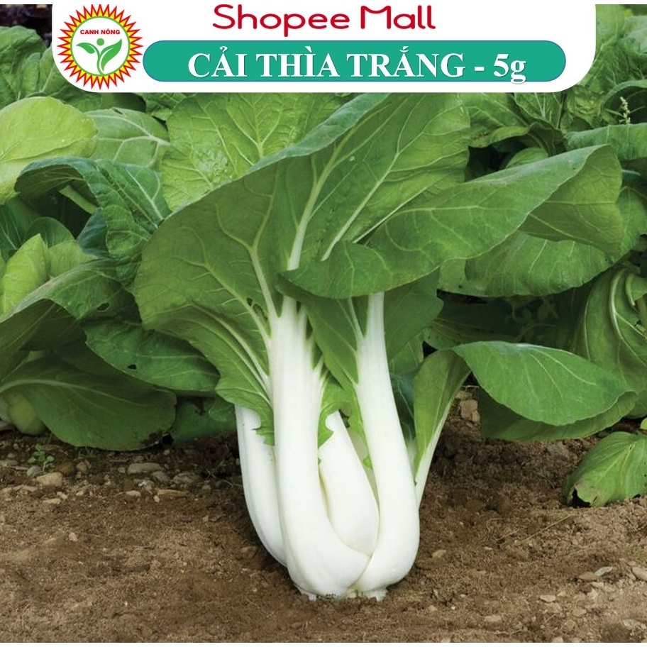 Hạt Giống Cải Bẹ Trắng Dễ Trồng, Giòn Ngọt, Năng Suất Cao 5gr Hạt Giống Canh Nông Nảy Mầm Tốt, Trồng Quanh ăm