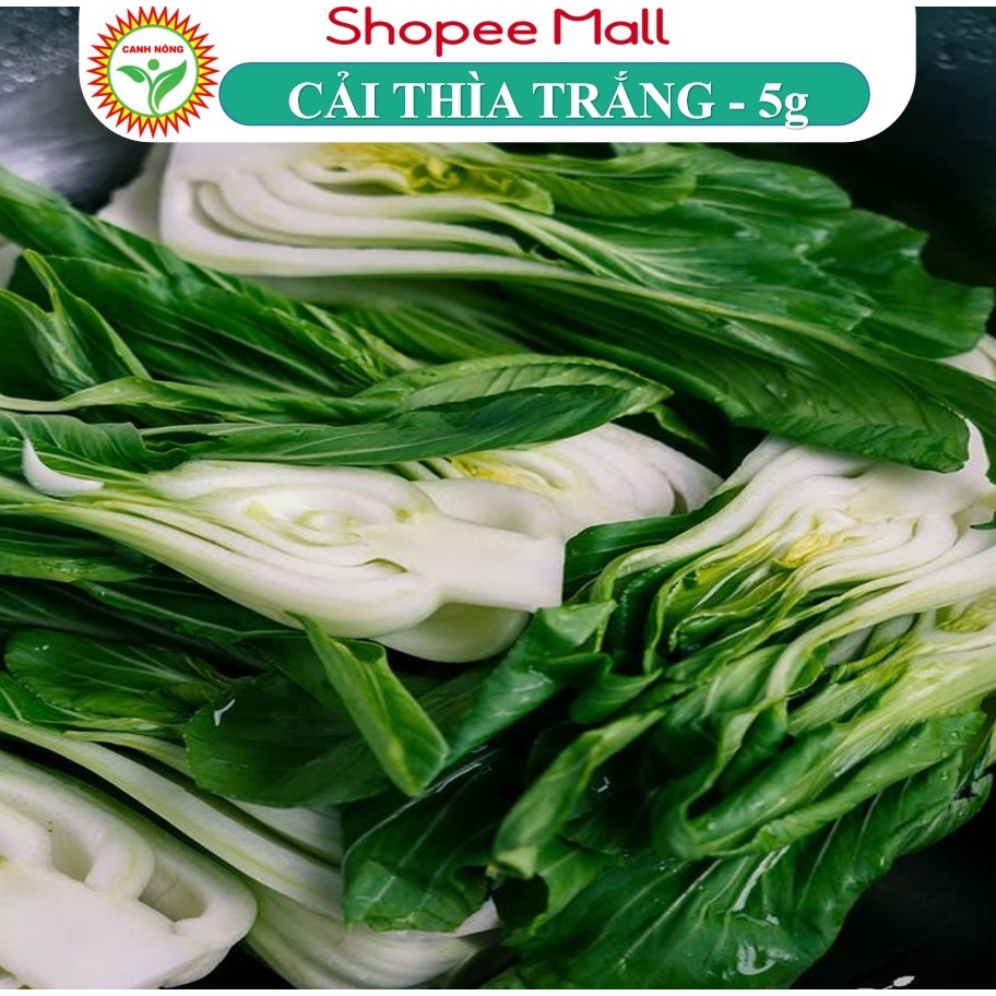 Hạt Giống Cải Bẹ Trắng Dễ Trồng, Giòn Ngọt, Năng Suất Cao 5gr Hạt Giống Canh Nông Nảy Mầm Tốt, Trồng Quanh ăm