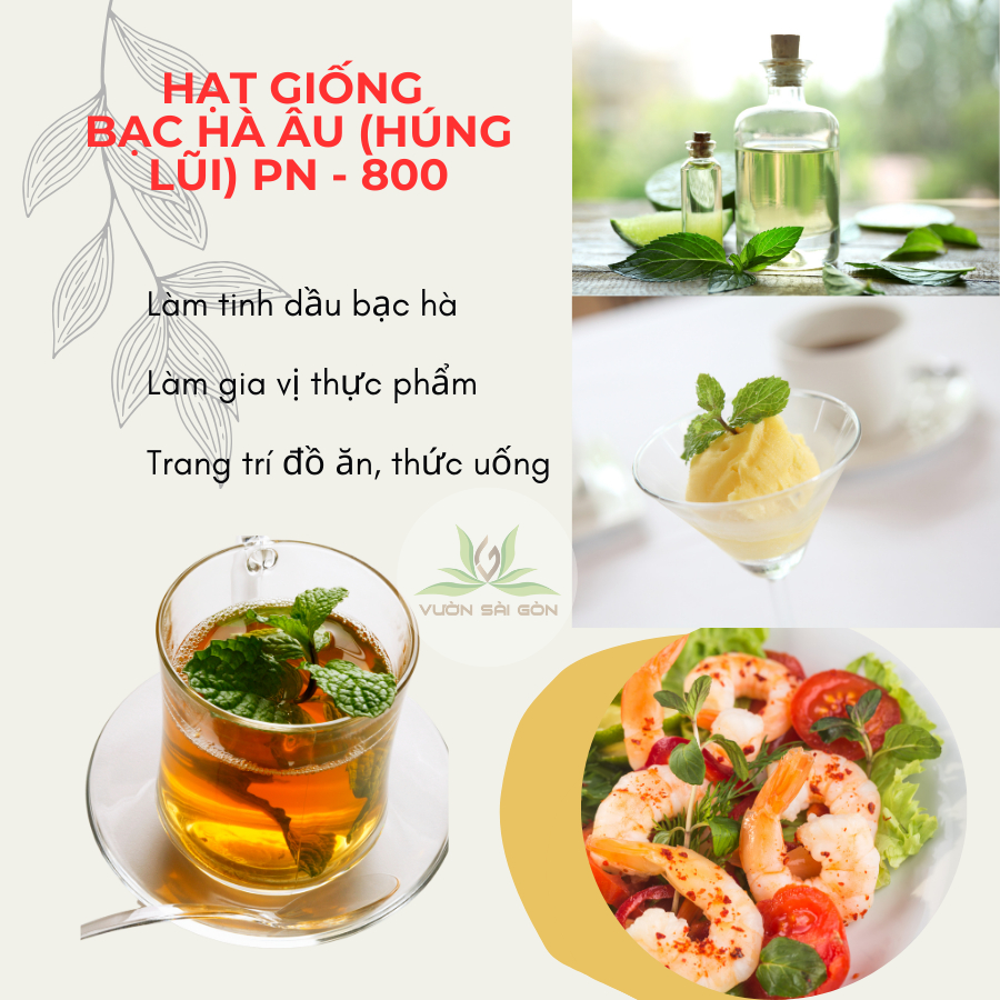 Hạt giống bạc hà âu (húng lũi) Phú Nông-800 mentha piperita 2