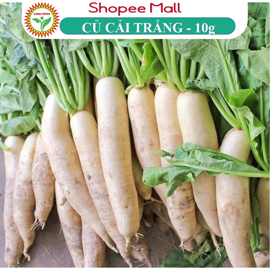 Hạt Giống Củ Cải Trắng, Dễ Trồng, Năng Suất Cao, Ngọt Đậm (Gói 5 gram) - Hạt Giống Canh Nông
