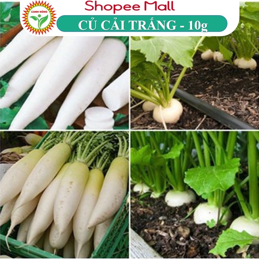 Hạt Giống Củ Cải Trắng, Dễ Trồng, Năng Suất Cao, Ngọt Đậm (Gói 5 gram) - Hạt Giống Canh Nông