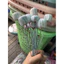 CÂY RỌI MỒI ỐNG GIÁC HƠI