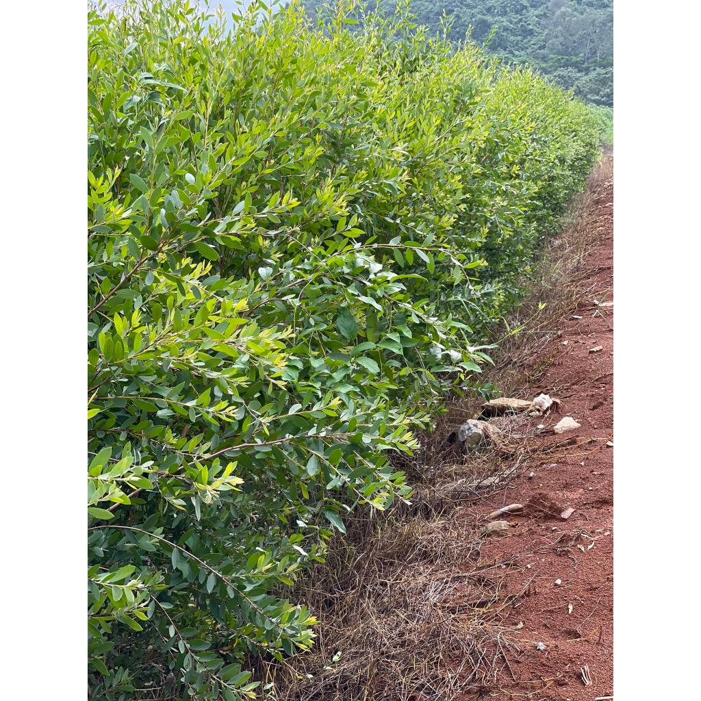 Tinh dầu tràm nguyên chất - Tinh dầu tràm ấm Origin
