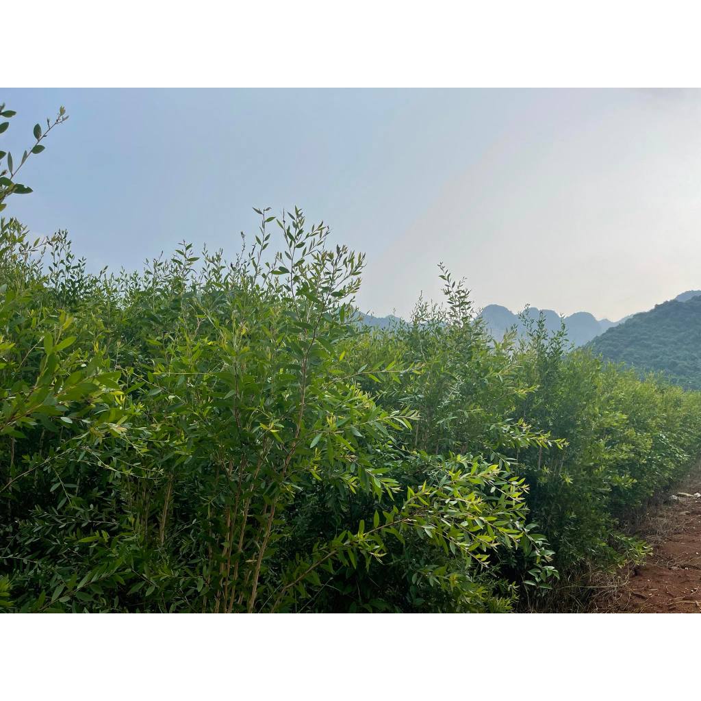 Tinh dầu tràm nguyên chất - Tinh dầu tràm ấm Origin