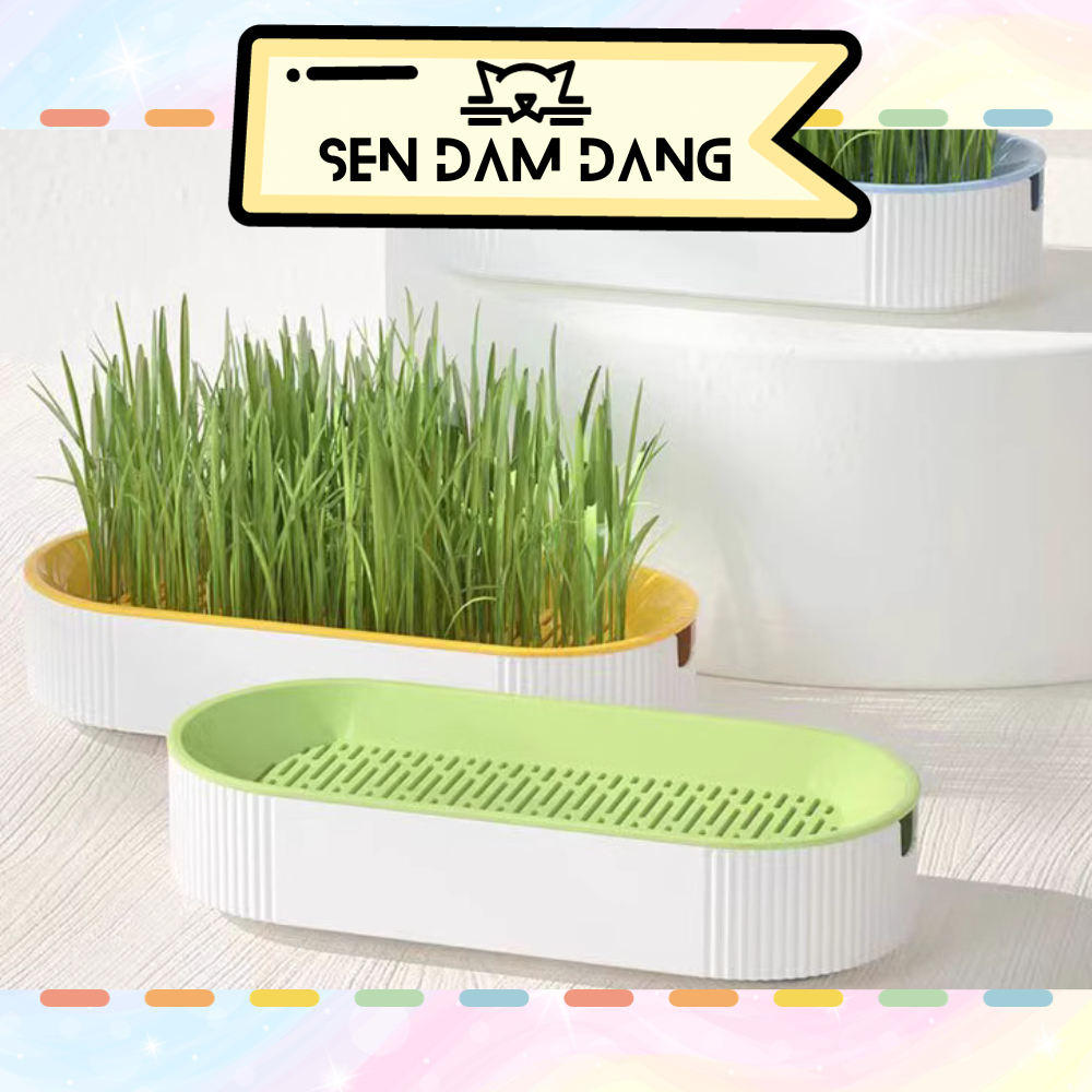 Bộ Trồng Cỏ Mèo Thủy Canh Tiêu Hóa Búi Lông Cho Mèo