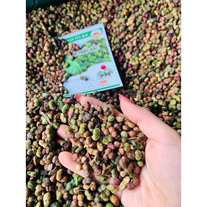 Quả tam thất Bắc 500g quả tam thất đều đẹp hàng chuẩn Tây Bắc