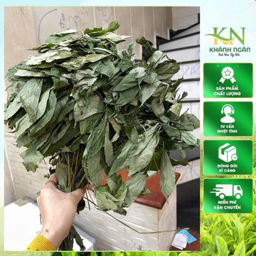 (FREESHIP) Lá Sâm Ngọc Linh (Lá Sâm Lai Châu) khô 100gr (hàng chuẩn tự nhiên)