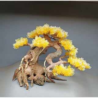 Cây Gỗ Lũa Bonsai dành cho bể cá cảnh, bể thủy sinh dành cho bể 60 cm trở lên. Mẫu dáng Huyền