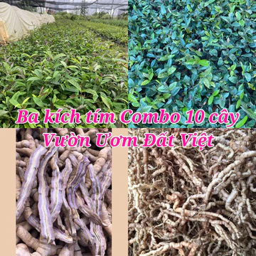 Cây giống ba kích tím combo 10 cây ( mua 10 cây tặng 1 ) #cây_giống #cây_ba_kích_tím #bakichtim #combo