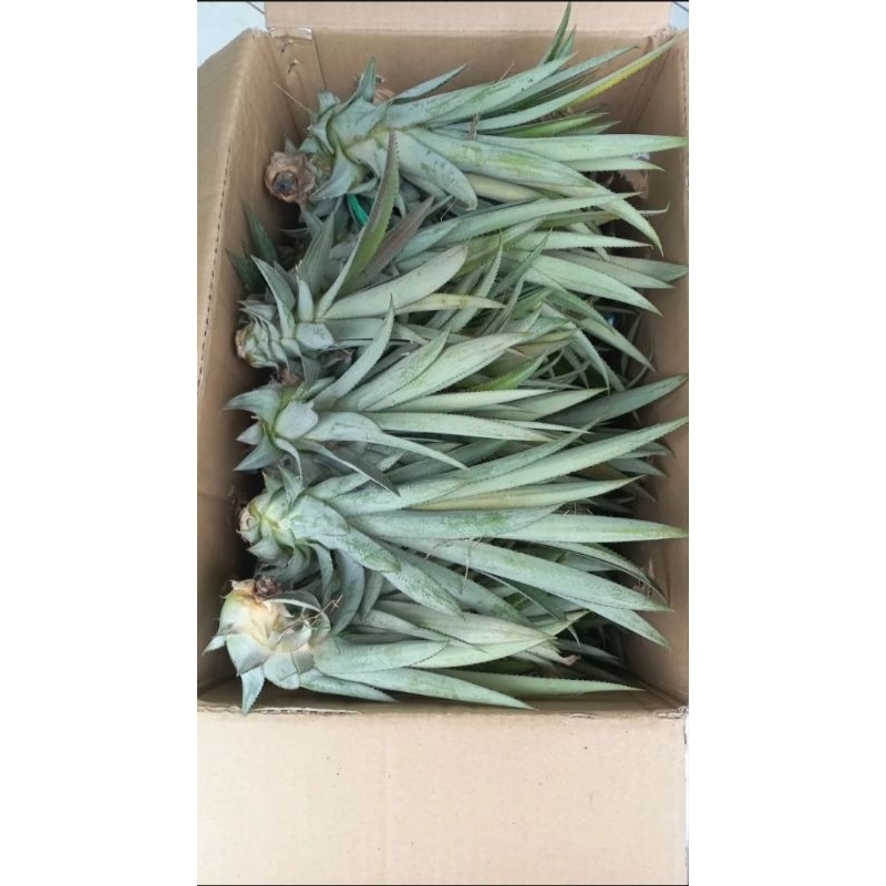 Khóm mật giống _ Cây giống khóm mật Queen